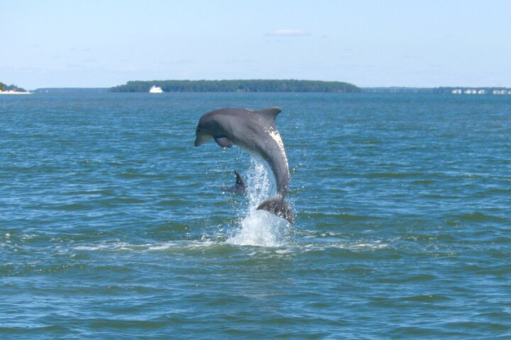 90-Minute Private Dolphin Tour in Hilton Head Island  - Photo 1 of 17